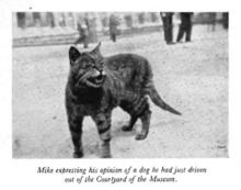 Mike (cat) httpsuploadwikimediaorgwikipediaenthumb9