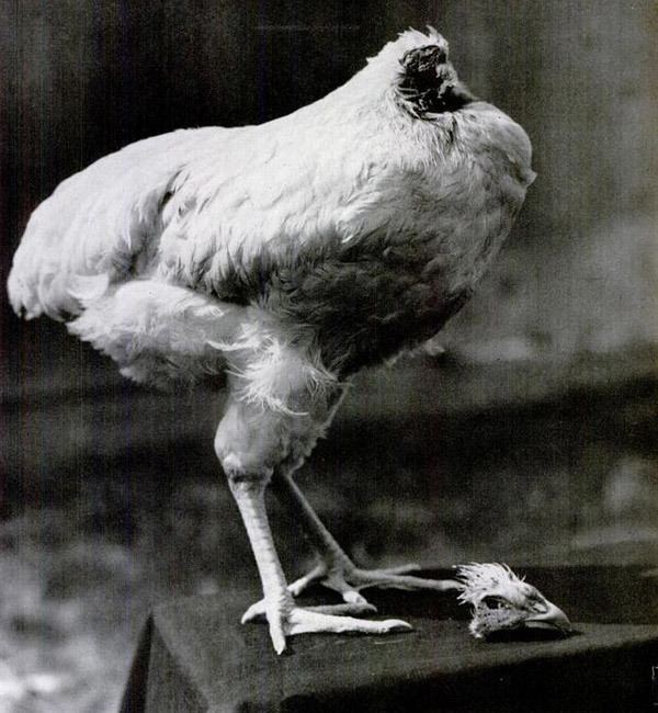 Mike the Headless Chicken Here39s Why a Chicken Can Live Without Its Head Modern Farmer