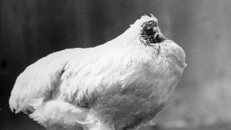 Mike the Headless Chicken The chicken that lived for 18 months without a head BBC News