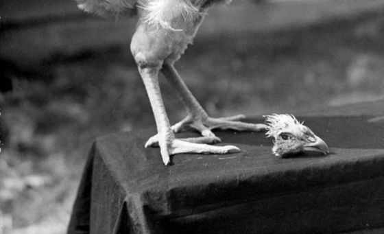 Mike the Headless Chicken The chicken that lived for 18 months without a head BBC News