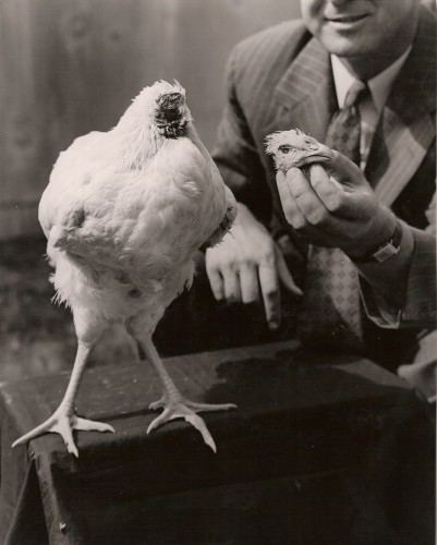 Mike the Headless Chicken Mike the Headless Chicken Lived 18 months without a head
