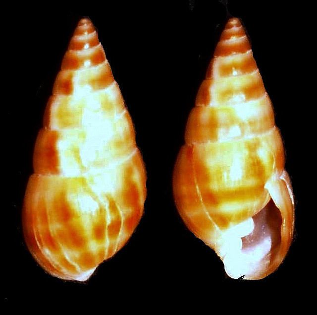 Milda (gastropod)