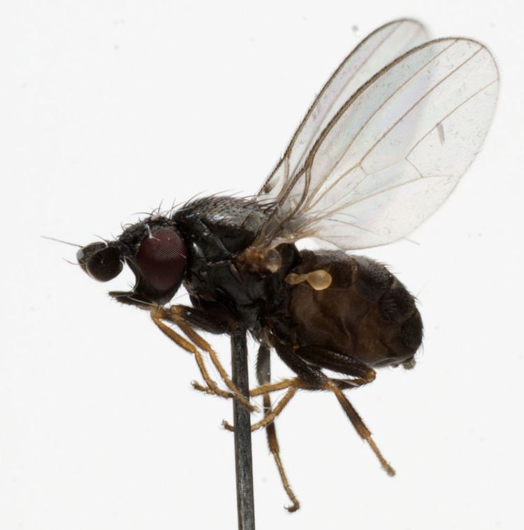 Milichiidae Dipterainfo Discussion Forum Milichiidae Phyllomyza sp