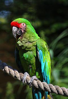 Military macaw httpsuploadwikimediaorgwikipediacommonsthu