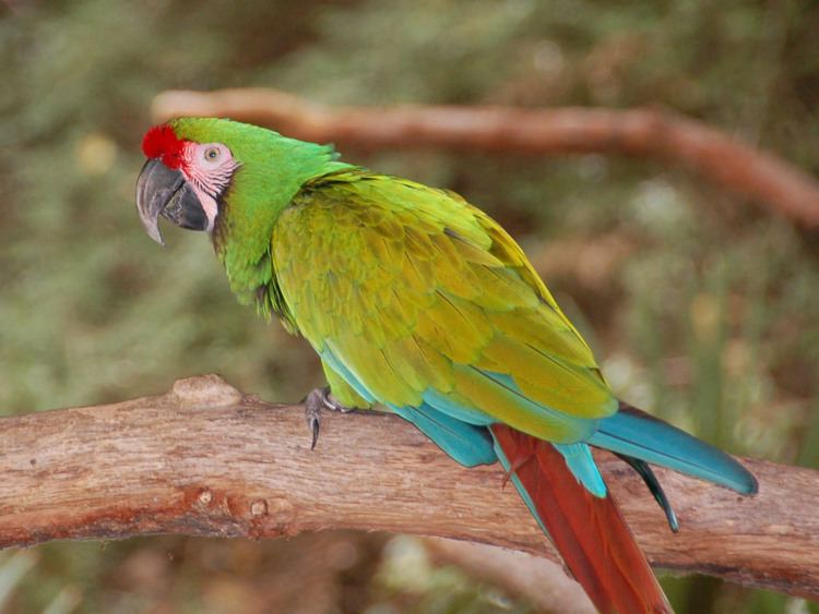 Military macaw Military Macaw Facts Pet Care Personality Feeding Pictures