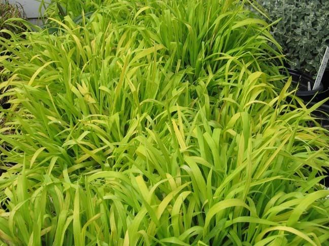 Milium (plant) Soquel Nursery Growers Grasses Sedges Rushes Bamboo