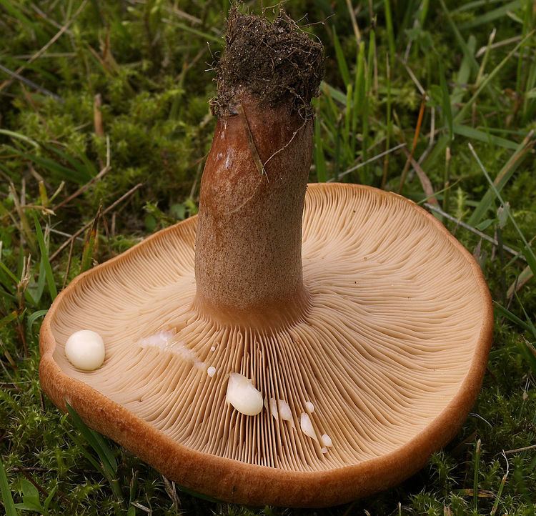 Milk cap - Alchetron, The Free Social Encyclopedia