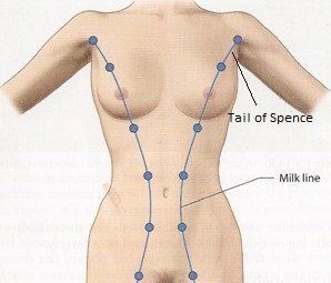 Milk line milklinejpg 298255 chest Pinterest Pregnancy and