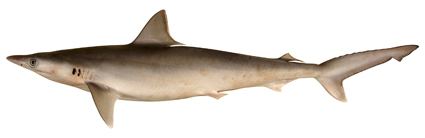 Milk shark Rhizoprionodon acutus