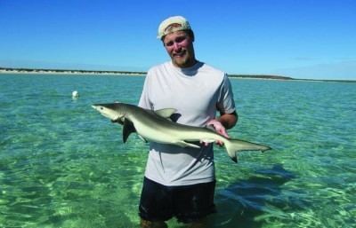 Milk shark 5 facts you didn39t know about sharks