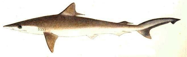 Milk shark Rhizoprionodon acutus Milk shark