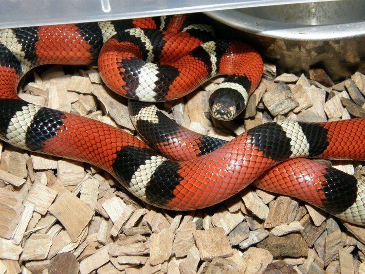 Milk snake Milk Snake Care Sheet ClubFauna