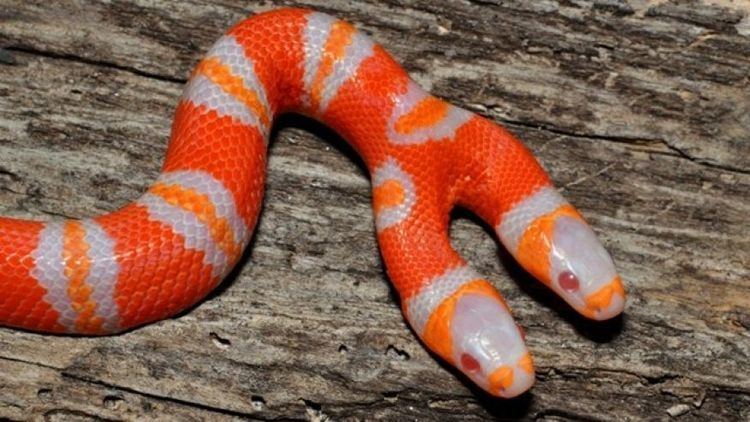 Milk snake TwoHeaded Albino Milk Snake Born in Fla Fox News