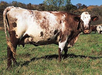 Milking Shorthorn Milking Shorthorn breed of cattle Britannicacom