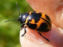 Milkweed leaf beetle httpsuploadwikimediaorgwikipediacommonsthu