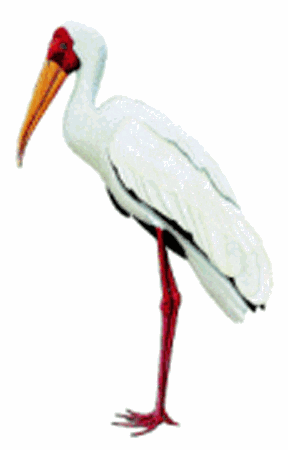 Milky stork Milky Stork Mycteria cinerea Planet of Birds
