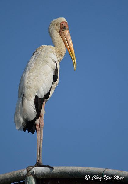 Milky stork Oriental Bird Club Image Database Milky Stork Mycteria cinerea