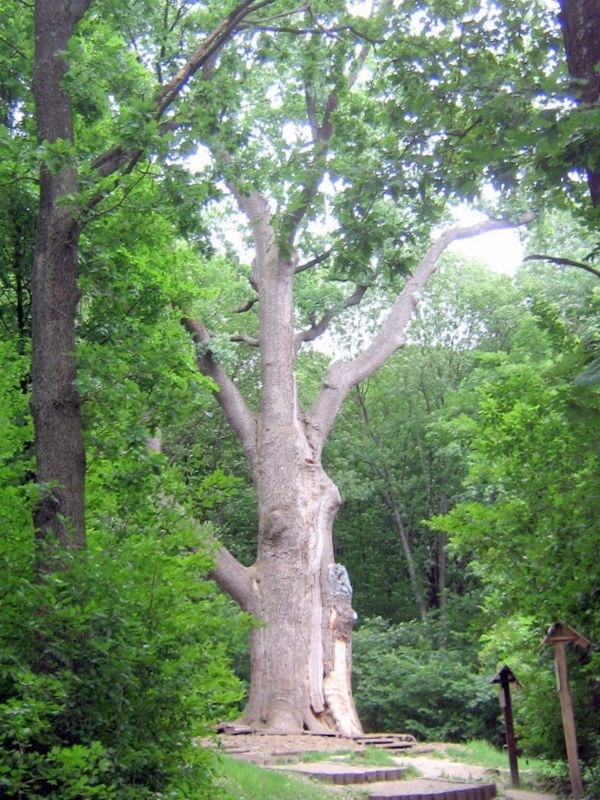 Millennial oak tree of Maksym Zaliznyak