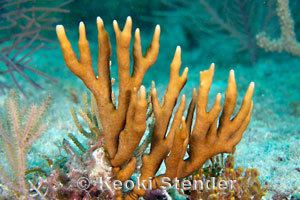 Millepora alcicornis Branching or Crenellated Fire Coral Millepora alcicornis