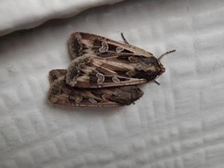 Miller (moth) Miller Moths Back With A Vengeance 7NEWS Denver TheDenverChannelcom
