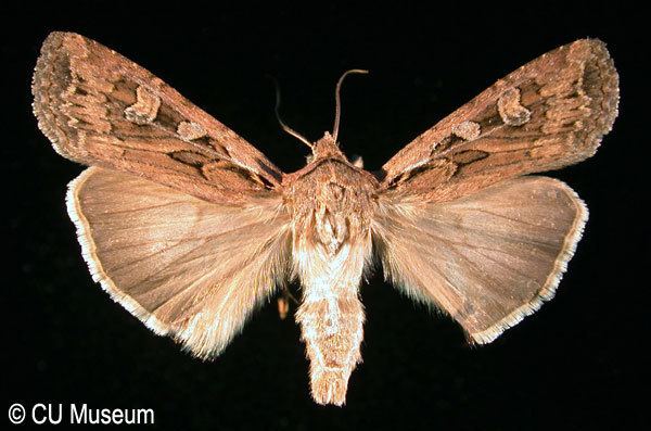 Miller (moth) CU Museum Exhibits Moth Matters With Images by Joseph Scheer