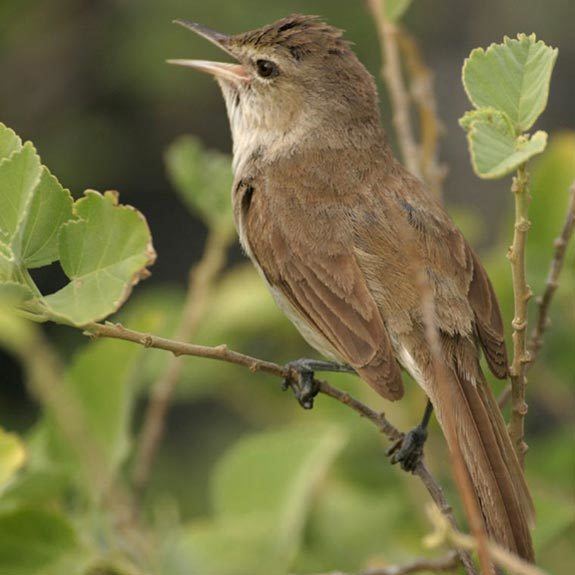 Millerbird 100 Years Later Endangered Millerbirds Breed Once Again on Laysan