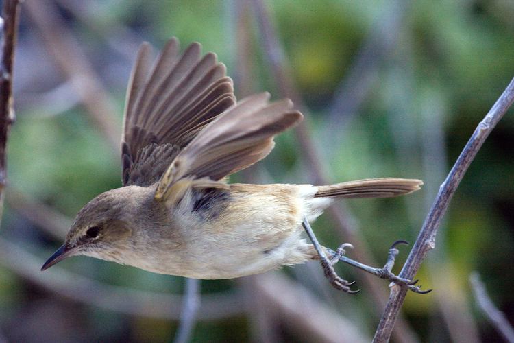 Millerbird Endangered Species Program News Bulletins