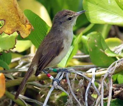 Millerbird Endangered Millerbird Population on Hawai39i39s Laysan Island Doubles