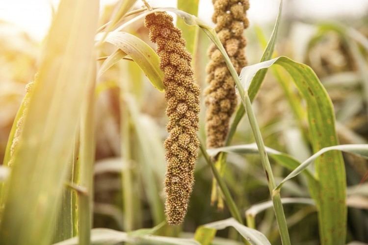 Millet Millet Tots Rollingreens