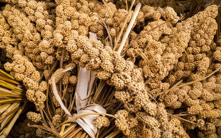 Millet Millet How A Trendy Ancient Grain Turned Nomads Into Farmers The