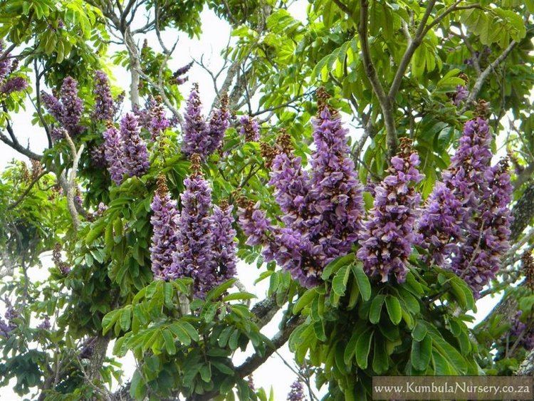 Millettia Millettia grandis Kumbula Indigenous Nursery