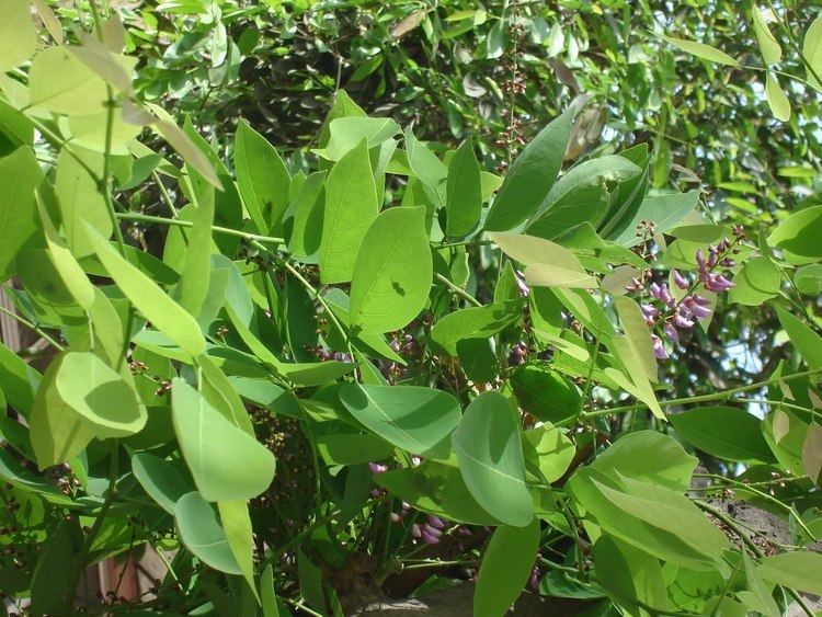 Millettia peguensis Indian trees Moulmein RosewoodMillettia peguensis