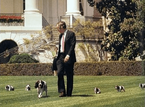 Millie (dog) President George HW Bush39s Dog Millie Presidential Pet Museum