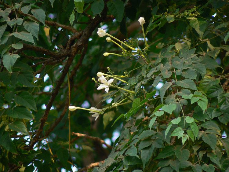 Millingtonia Millingtonia hortensis Bignoniaceae bignonia or jacarand Flickr