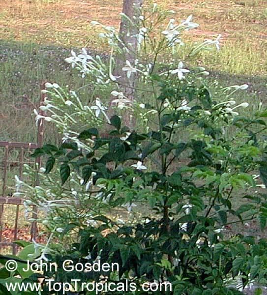 Millingtonia Millingtonia hortensis Tree Jasmine Indian Cork Tree Maramalli