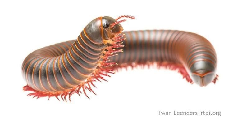 Millipede Common Eastern Millipede up close The Roger Tory Peterson
