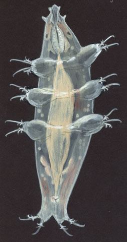 Milnesium tardigradum ADW Milnesium tardigradum INFORMATION
