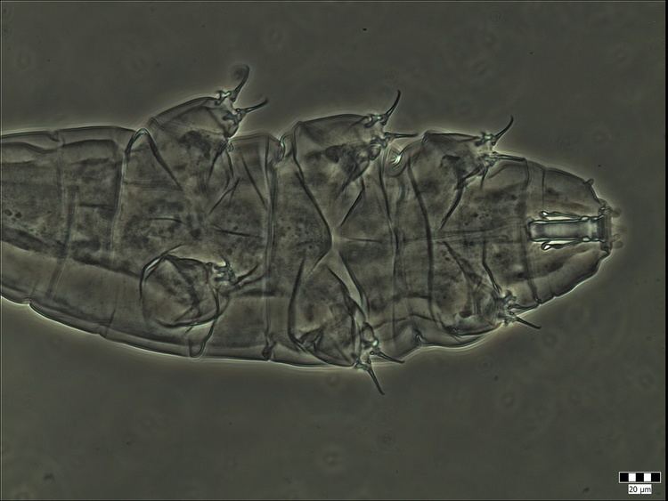 Milnesium tardigradum Tardigrada Register Milnesium tardigradum Doyere 1840