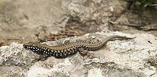 Milos wall lizard httpsuploadwikimediaorgwikipediacommonsthu