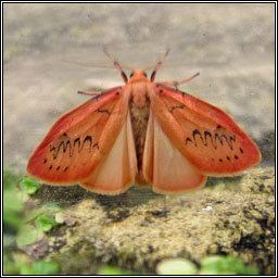 Miltochrista miniata Moths Rosy Footman Miltochrista miniata