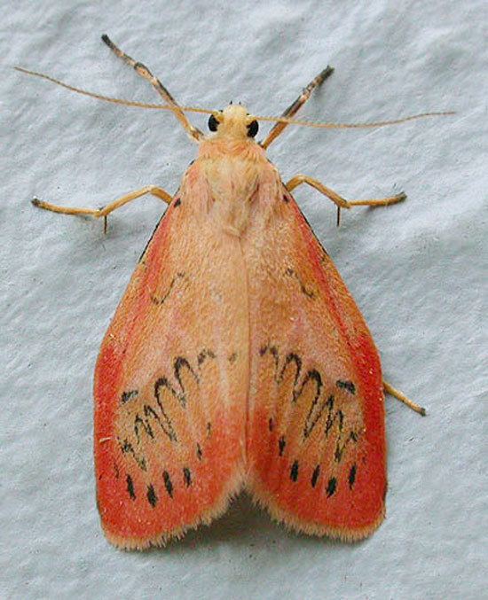 Miltochrista miniata Lepidoptera of Belgium Miltochrista miniata