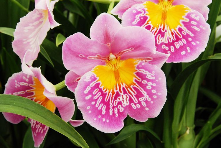 Miltonia Miltonias Matsui Nursery Celebrating 50 Years of Beautiful