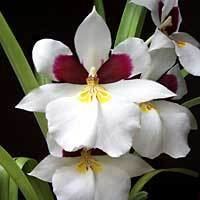 Miltonia wwwaosorgAOSmediaContentImagesOrchidsmilto