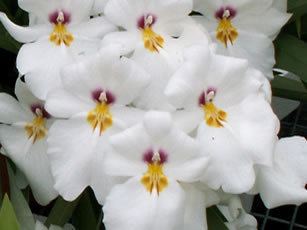 Miltonia all about Miltonia Orchids and how to grow them