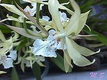 Miltonia flavescens httpsuploadwikimediaorgwikipediacommonsthu