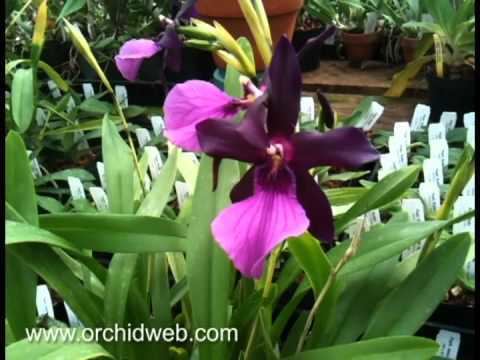 Miltonia spectabilis OrchidWeb Miltonia spectabilis var moreliana YouTube