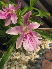 Miltonia spectabilis httpsuploadwikimediaorgwikipediacommonsthu