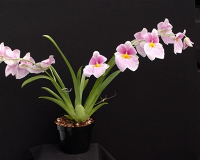 Miltoniopsis Miltoniopsis vexillaria x Lady Veitch presented by Orchids Limited