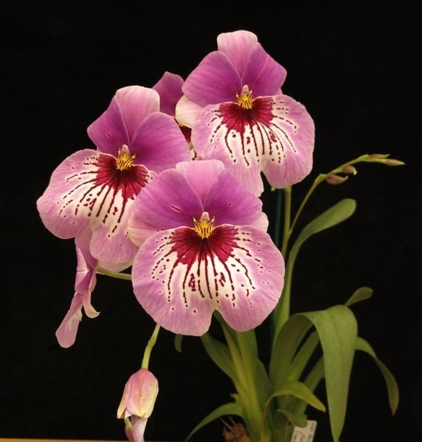 Miltoniopsis Miltoniopsis Orchids In Our Tropics