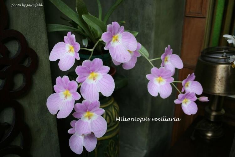 Miltoniopsis vexillaria IOSPE PHOTOS